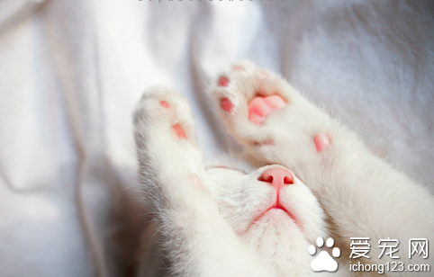 貓為什麼磨爪 避免過長影響行走和刺傷肉墊