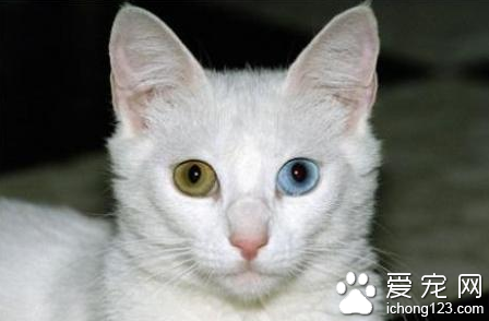 貓的眼睛為什麼會變色 貓眼睛會一日三變