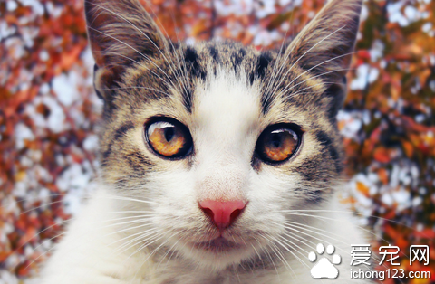 貓的眼睛是什麼顏色 與貓被毛的顏色有關聯