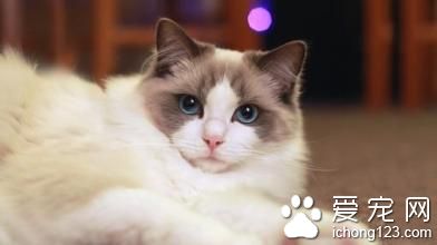 寵物貓的品種 寵物貓最常見的17個品種