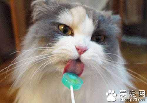 貓能吃甜食麼 貓咪的成長中不需要糖類