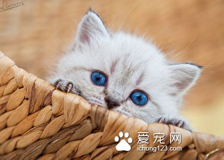藍眼睛的貓是什麼貓 是可愛的貴族波斯貓