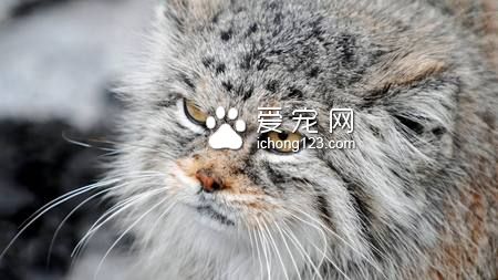 起司貓是什麼貓 是一只可愛的虎斑條紋貓