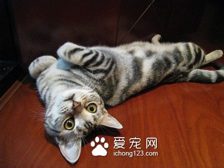 穿靴子的貓是什麼貓 是一只可愛的虎斑貓