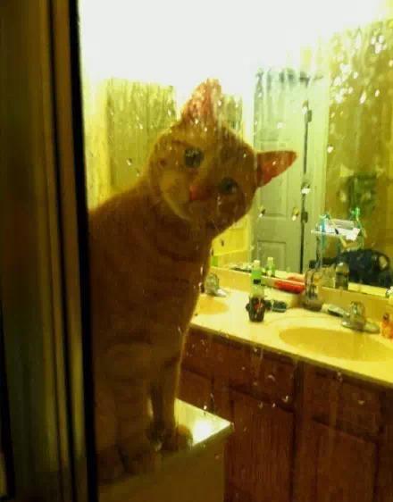 為什麼貓咪喜歡看人洗澡 傳說貓咪怕水