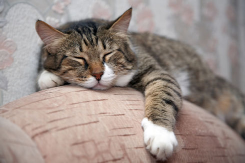 貓咪為什麼喜歡靠人睡 小時候很依賴人