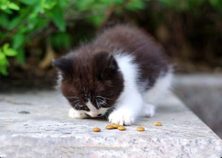 貓喜歡吃什麼貓糧 貓糧是真正的均衡食物