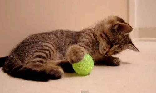 為什麼貓喜歡球 貓喜歡滾來滾去的圓形玩具