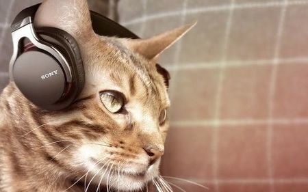 貓喜歡聽什麼音樂 聽古典音樂時最放松