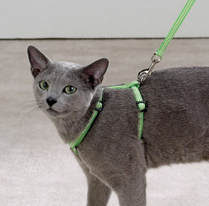 貓的牽引繩怎麼用 帶貓出門有技巧要注意