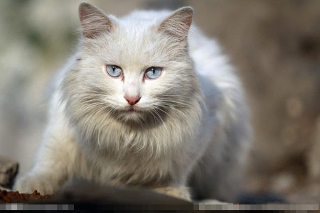 貓多大吃化毛膏 一般三四個月大的貓咪
