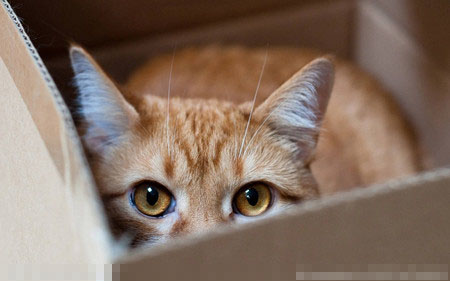 貓窩怎麼買 一般在網上或者寵物實體店