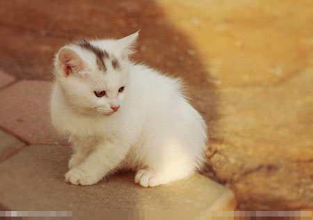 貓一年能生幾窩 一般每年可以生育1-2次