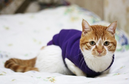 怎樣給小貓做衣服 可自己動手DIY衣服