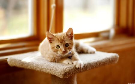 小貓貓癬怎麼治 貓癬會傳染給人類的