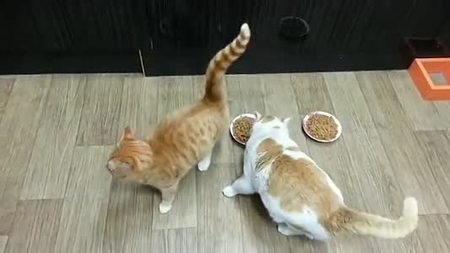 狗可以吃貓糧嗎 是不可以采食貓糧的