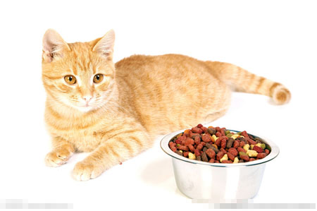 什麼牌子的幼貓糧比較好 薦10款常用貓糧