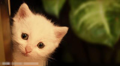 貓咪鼻支吃什麼藥 可采用中藥方法治療