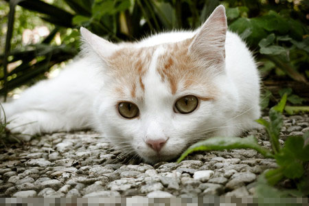 貓咪吃什麼會死 不適合貓咪吃是10類物質