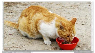貓咪吃雞肝好嗎 雞肝不能當主食要少吃