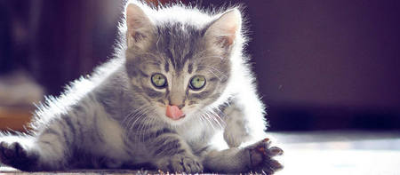 貓咪尿血是什麼原因 讓貓咪多運動及多喝水