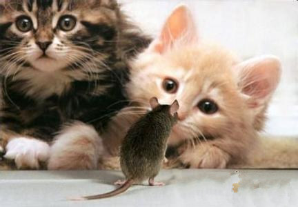 家貓還會抓老鼠嗎 訓練的好還是會抓老鼠