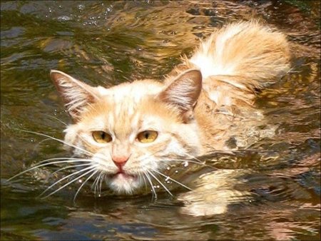 家貓會游泳嗎 要想家裡的貓會游泳需訓練