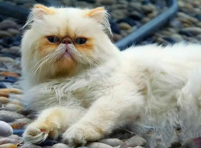 喜馬拉雅貓掉毛嗎 不能喂食過鹹的食物