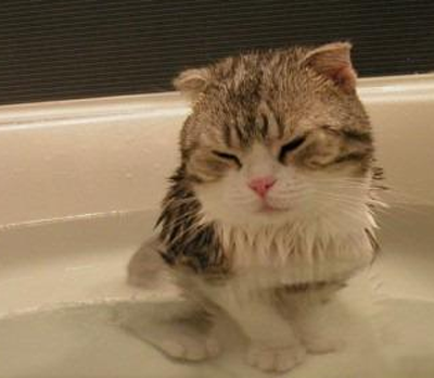 如何給幼貓洗澡 以正確的方式洗澡