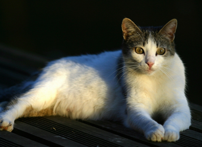 貓多大能做絕育 貓咪生理發育成熟後
