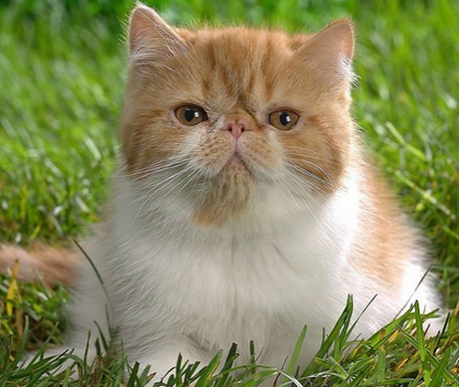 貓能不能吃火腿 貓糧是貓咪的主食