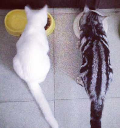 貓為什麼不能吃鱿魚 吃多易引起過敏