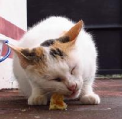 貓如何喂食 幼貓對營養的需求量很大