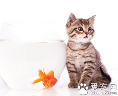 愛洗澡的貓貓 調教貓咪洗澡的技巧