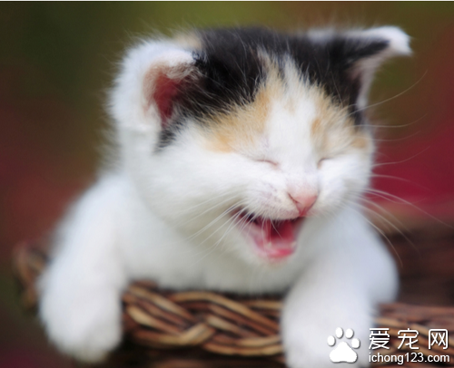 家貓品種 中國狸花貓是大家比較喜歡的