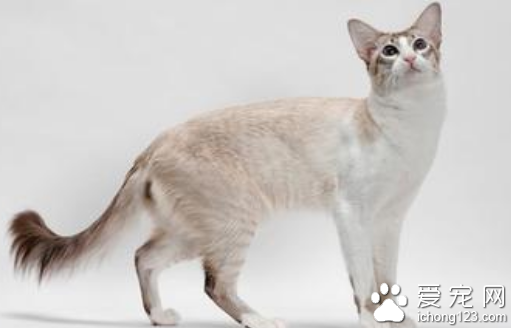 爪哇貓怎麼養 飼養的時候多注意它的飲食