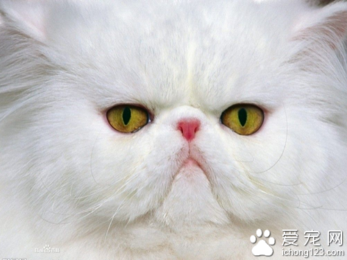 波斯貓的眼睛 少數波斯貓眼睛的不一樣
