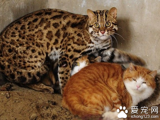 孟加拉豹貓好養嗎　總體來說飼養並不難