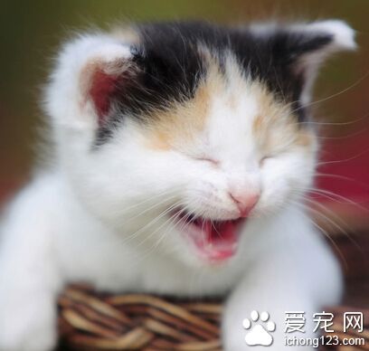 牛磺酸是什麼 是母貓正常發育的必需物質
