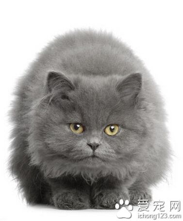英國短毛貓的壽命 絕育的貓壽命更長