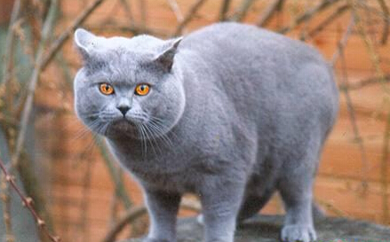 英國短毛貓吃什麼貓糧好 腸胃消化功能弱