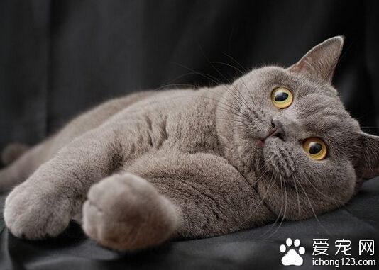 英國短毛貓眼睛顏色 被毛色不同眼睛色不同