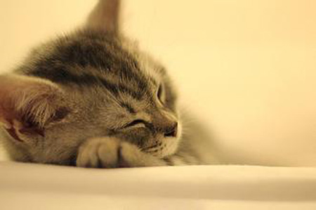貓為什麼愛睡覺 是人睡眠時間的兩倍