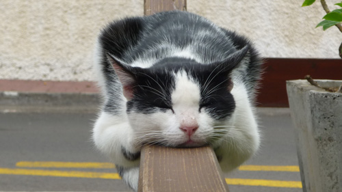 貓一天睡多長時間 貓咪普遍比較貪睡