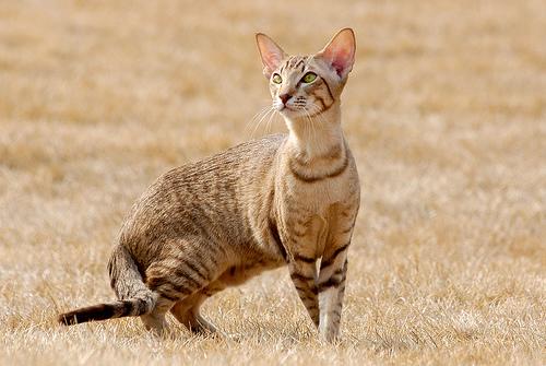 埃及貓吃什麼驅蟲藥 貓咪驅蟲藥的用量