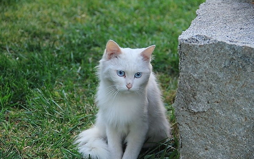 純種的波斯貓怎麼分辨 體形毛色性格