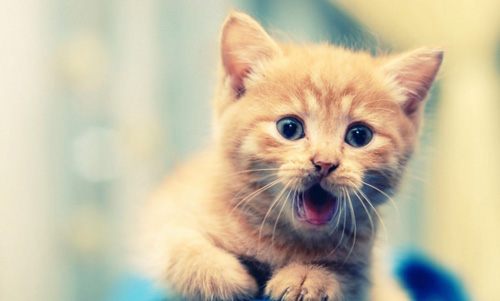 緬因貓最喜歡吃什麼 如何喂養貓咪