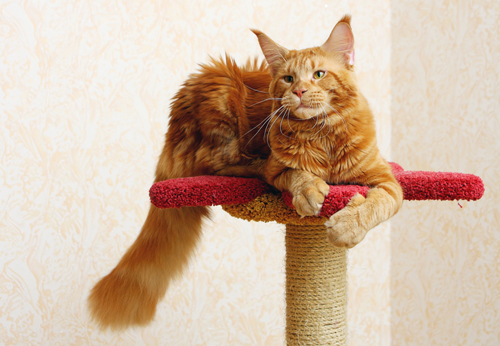 緬因貓能長多大 一種體型較大的貓
