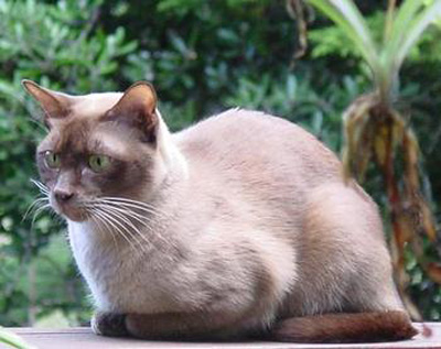 緬甸貓不能吃什麼 絕對禁食的食品