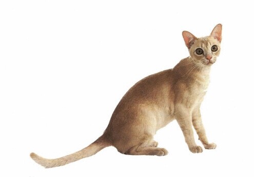 緬甸貓幼貓的喂養 有特殊的營養需求